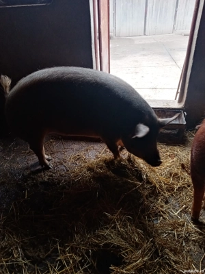 Porci de vanzare - imagine 3