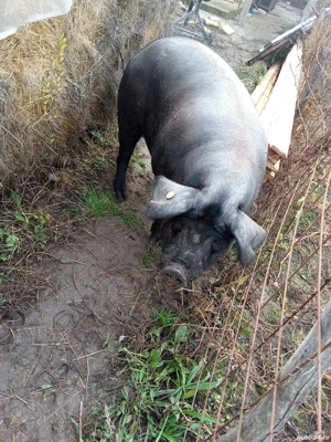 Porci intre 150-250 - imagine 2