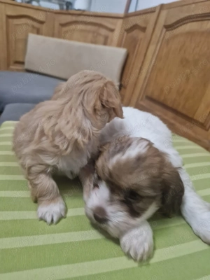 Bishon Havanez Crem - imagine 3