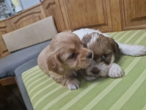 Bishon Havanez Crem - imagine 2