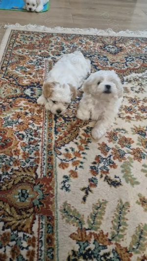 Vand pui de bichon maltez