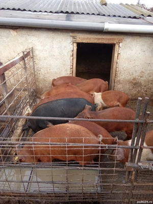 Purcei de 6-14 saptamani