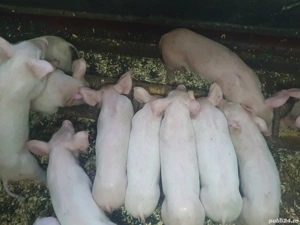 vind purcei - imagine 2