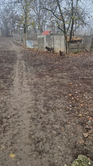 Vând femela si mascul de intors oile