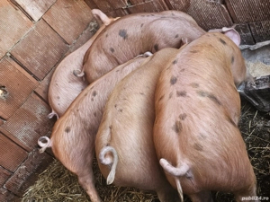 vând soldani rasa de calitate de carne Duroc oritinal 40 kg 3 mascul castrați 2 femele 