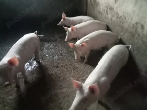 Vand purcei - 2 luni jumate, aprox 35 kg