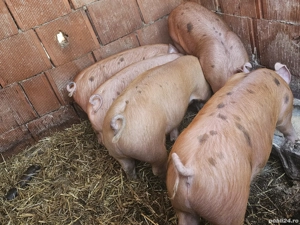 vând 5 soldani rasa de calitate Duroc oritinal 40-45 kg mascul castrați 