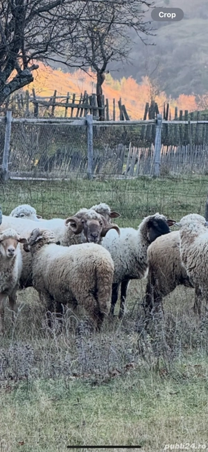 Vand berbec, frumos si bine hranit - imagine 3