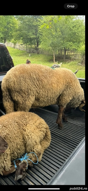 Vand berbec, frumos si bine hranit - imagine 2