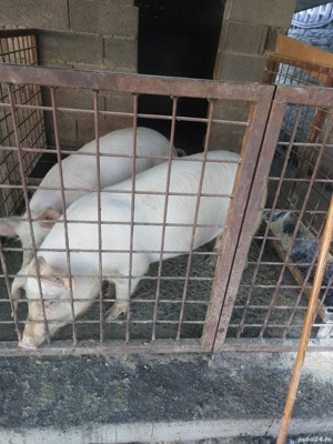 purcea marele alb cu landrace - imagine 3