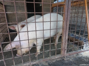 purcea marele alb cu landrace - imagine 2