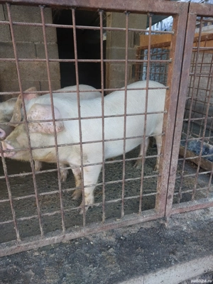 purcea marele alb cu landrace - imagine 4