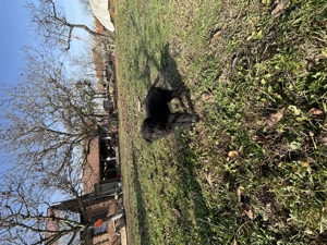 Vând un cățel de întors Mudi 