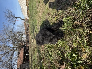 Vând un cățel de întors Mudi  - imagine 3