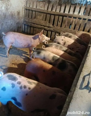 vând 12 soldani rasa de calitate de carne 40-45 kg mascul castrați 