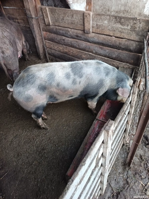 vand sau schimb vier  - imagine 2