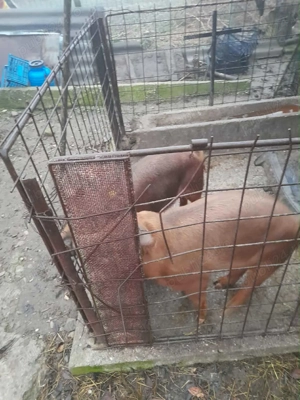 Vand 2 porci de 60 kg fiecare  - imagine 2