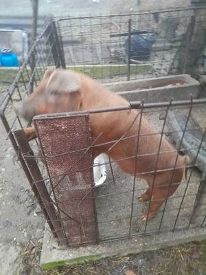 Vand 2 porci de 60 kg fiecare  - imagine 3