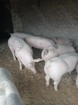 De vânzare porci  - imagine 2