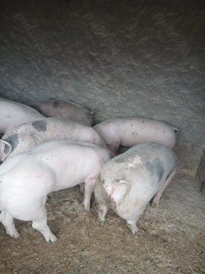 De vânzare porci  - imagine 3