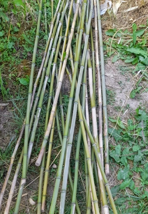 Bambus Japonez o calitatte si rezistenta superioara.