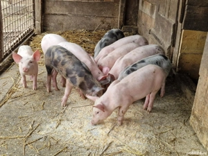 vând purcei pietran X marele alb 10 saptamani