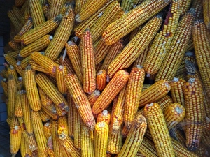 Vând porumb boabe sau știuleți 