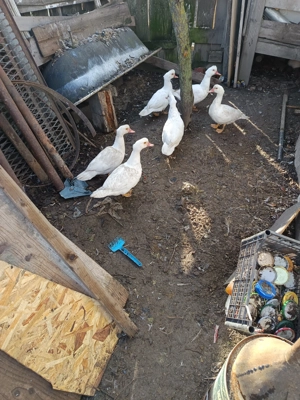 Rate mute de vânzare 