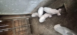 Purcei de vanzare  - imagine 2