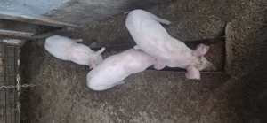 Purcei de vanzare  - imagine 3