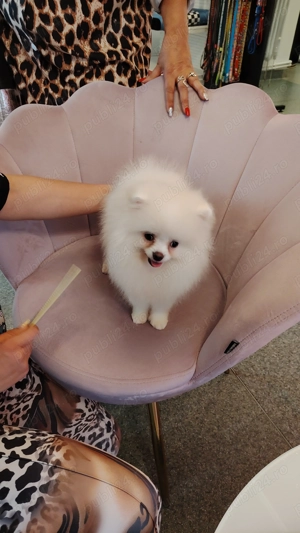 Pomeranian fetita toy - imagine 3