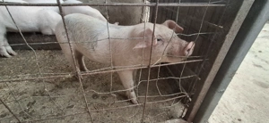 Purcei de vanzare  - imagine 5