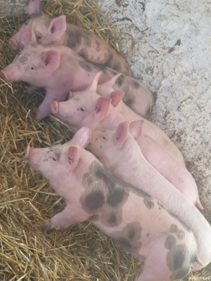 Vând purcei de 10 săptămâni rasa de carne 