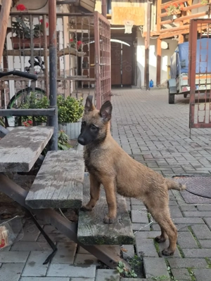 Căței de ciobănesc belgian de malinois 