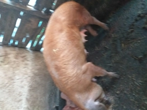 Vând purcei de peste două luni, 350 de lei bucata