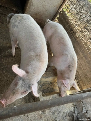 Porci de vanzare  - imagine 3
