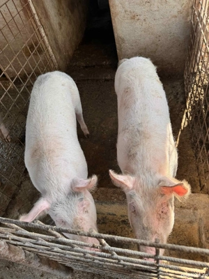 Porci de vanzare 
