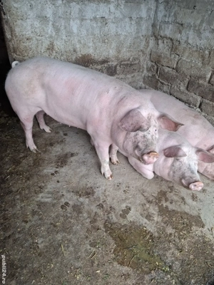 Porci de vanzare - imagine 4