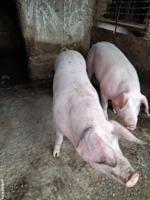 Porci de vanzare - imagine 3