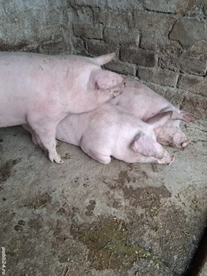 Porci de vanzare - imagine 5