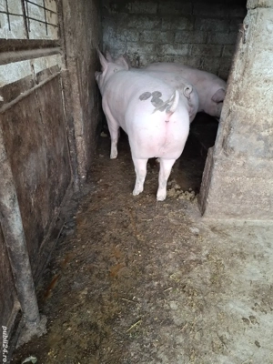 Porci de vanzare - imagine 2