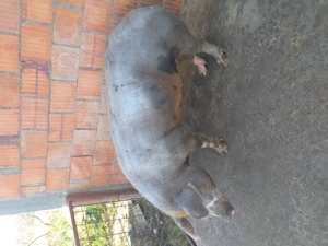 Vând porc de carne de peste 200 de kilograme  cu 16 lei kilogramul - imagine 2