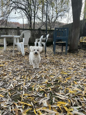Bichon maltez mini toy