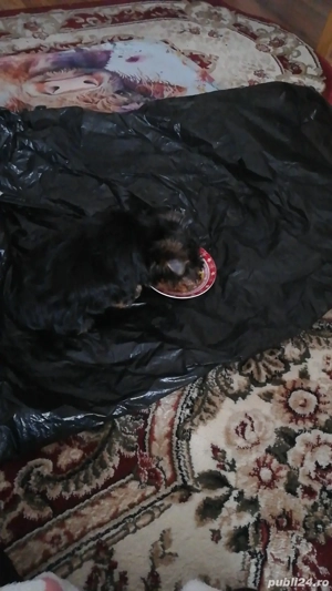 Vând. A animale. Companie