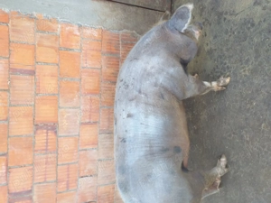 Vând porc de carne de peste 200 de kilograme  cu 16 lei kilogramul - imagine 3