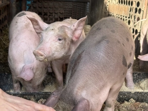 Vand purcei de 10 saptamani