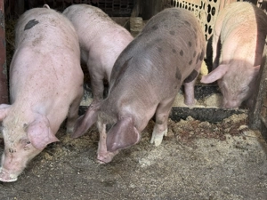 Vand purcei de 10 saptamani - imagine 3