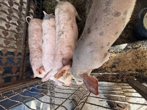 Vand purcei de 10 saptamani - imagine 2