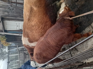 vănd vițel - imagine 2