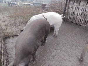 De vânzare porci de țară  - imagine 5